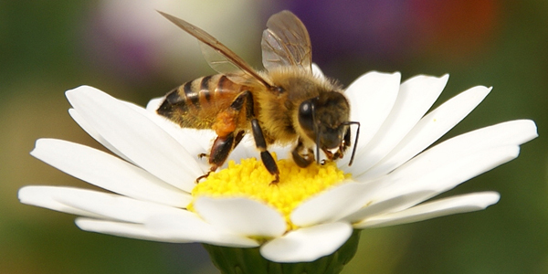 Conférence sur l’apiculture proposée par « Les têtes en fête »